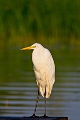Great White Egret at a Lake in Northern Latvia, August 2024