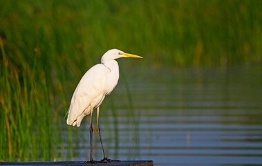 Great White Egret at a Lake in Northern Latvia, August 2024