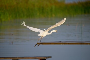 Great White Egret at a Lake in Northern Latvia, August 2024