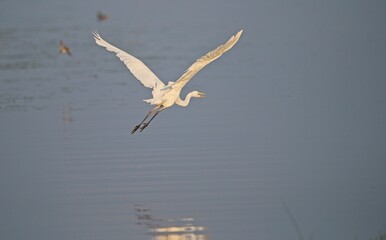 Great White Egret at a Lake in Northern Latvia, August 2024