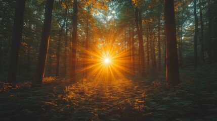 Fototapeta premium Sunlight Radiance in Forest Clearing