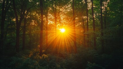 Obraz premium Sunset Through Forest Trees