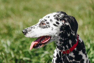 black and white slim and muscular spotted Dalmatian dog in red collar sitting in park with green grass outdoors in hot sunny summer day, tongue out, profile portrait, dogwalking concept