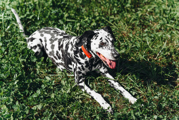 black and white slim and muscular spotted Dalmatian dog in red collar lying in park with green...