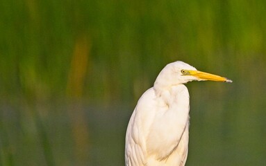 Great White Egret at a Lake in Northern Latvia, August 2024