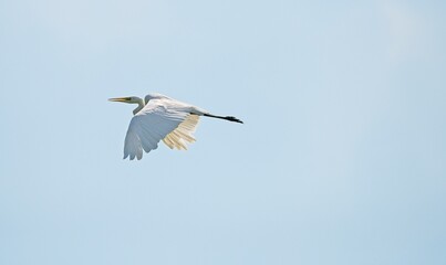 Great White Egret at a Lake in Northern Latvia, August 2024
