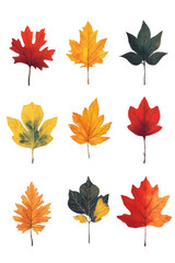Decorative Leaves Design Autumn Vibes with Organic Patterns On Transparent Background