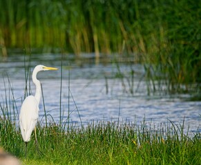 Fototapeta premium Great White Egret at a Lake in Northern Latvia, August 2024