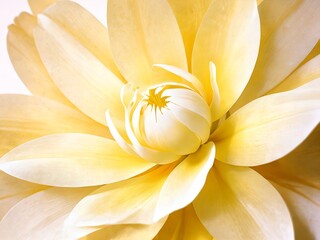 Fototapeta premium Soft Yellow Flower in Full Bloom, Radiating Elegance with Delicate Petals and a Gentle Glow