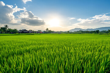 rice field in the morning