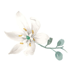 Obraz premium White flower png sticker, transparent background