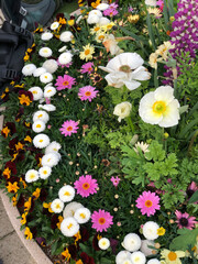 Fototapeta premium flowers in the garden