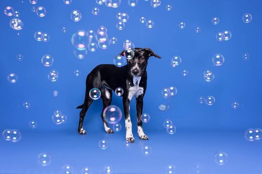 Portrait of a cute Eurohound dog.isolated on a studio background.
