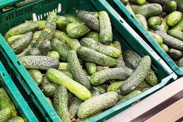 Fresh cucumbers in plastic box at the grocery store. Organic farm vegetables. Ground cucumbers for sale in a supermarket. Eco-friendly produce for healthy shopping.