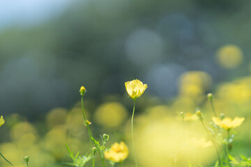 レモンブライト