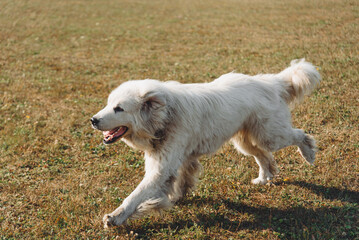 huge white Pyrenean Mountain Dog dashing in field outdoors in sunny day, dogwalking concept