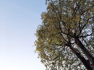 Low angle view of tree against clear sky