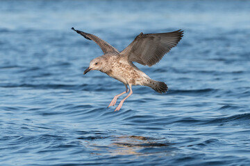 European herring gull - Larus argentatus with spread wings landing on blue water. Photo from Szczecin Lagoon in Poland.