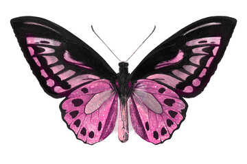 Pink butterfly with a white border sticker
