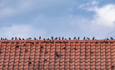 Ein Schwarm Stare pausiert auf einem Ziegeldach