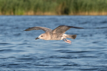Yellow-legged gull - Larus michahellis in flight over water. Front view. Photo from Szczecin Lagoon in Poland.