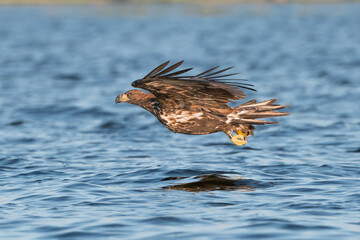 White tailed eagle - haliaeetus albicilla - in flight, gliding with blue water in background. Photo from Szczecin lagoon in Poland