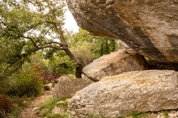 Rock climbing. Rocks and a downy oak (Quercus pubescens) in the sport climbing area in Dvigrad, Istria, Croatia.