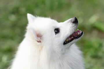 white Japanese Pomeranian Spitz looks up at owner on walk in park, dogwalking concept