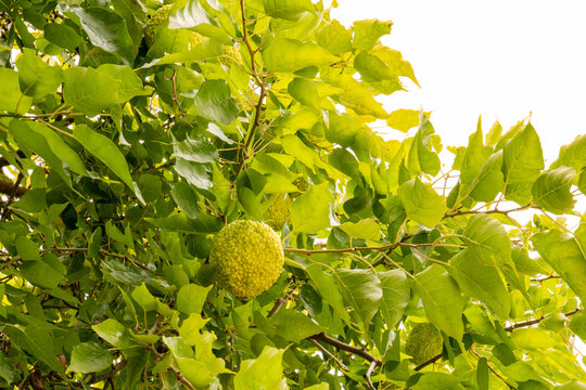 Close-up of Maclura pomifera, commonly known as the Osage orange with its wrinkled and light green fruit clusters (multiple fruit). It is a member of the mulberry family