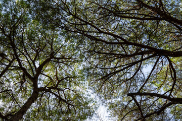 View from below of the treetops in a pine forest in the Golden Cape Forest (Zlatni rt) in Rovinj, Istria, Croatia. Backlight shot