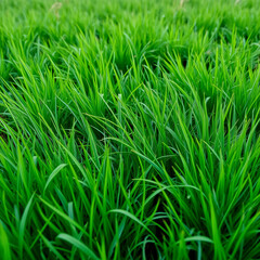 Fototapeta premium green grass background