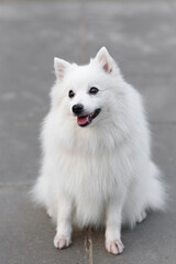 white Japanese Pomeranian Spitz looks up at owner on walk in park, dogwalking concept