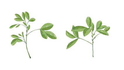 Watercolor Delicate Green .Painting isolated on white background.