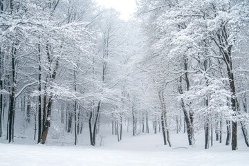 Snow-Covered Trees in a Winter Forest