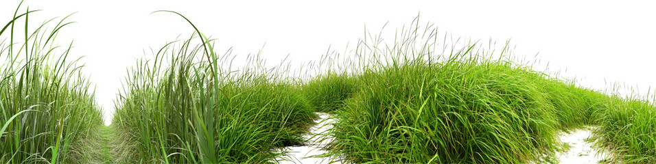 Fototapeta premium Lush green grass with vibrant texture, white isolated background.