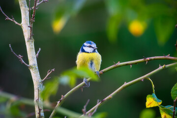 Fototapeta premium Eurasian blue tit. Bird on a branch. Blurred background. Animals in wild nature. Photo for wallpaper or background.