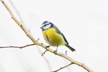 Eurasian blue tit. Bird on a branch. Blurred background. Animals in wild nature. Photo for wallpaper or background.