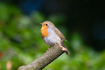 European robin. Bird on a branch. Blurred background. Animals in wild nature. Photo for wallpaper or background.