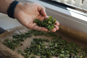 Male hand checking dryed mint leafs. Natural drying at home. Mint on wax paper 