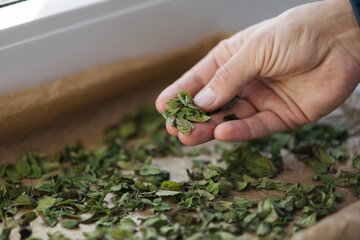 Male hand checking dryed mint leafs. Natural drying at home. Mint on wax paper 