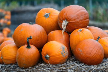 The pile of big, orange pumpkins with other pumpkins in the background.