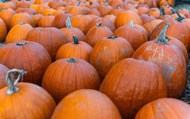 Close-up photo of bright orange pumpkins. 