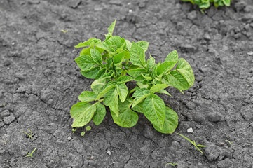 a young potato plant shoot in the garden.