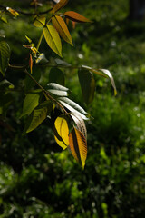 walnut tree leaves in sunny morning  garden spring nature