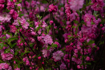 Spring flowers cherry on twigs nature