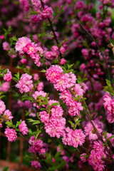 Fototapeta premium Spring flowers cherry on twigs nature in garden
