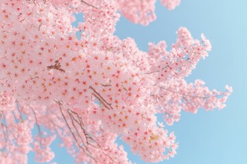 Naklejka premium beautiful pink cherry blossoms in spring