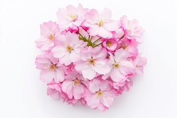 Beautiful pink cherry blossoms on a white isolated background.