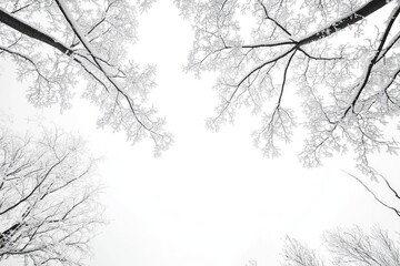 Fototapeta premium Snow-Covered Tree Branches Against a White Sky