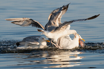 European herring gulls - Larus argentatus fighting for fish in water. Photo from Szczecin Lagoon in Poland.